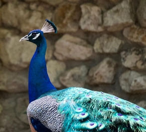 kids pets peacock