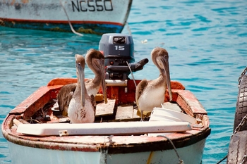 kids pets pelicans in boat