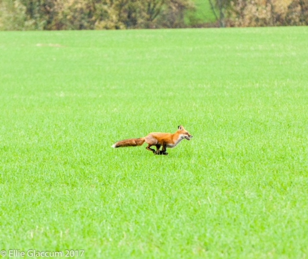 CONTEST PET A Runnng fox Glaccum