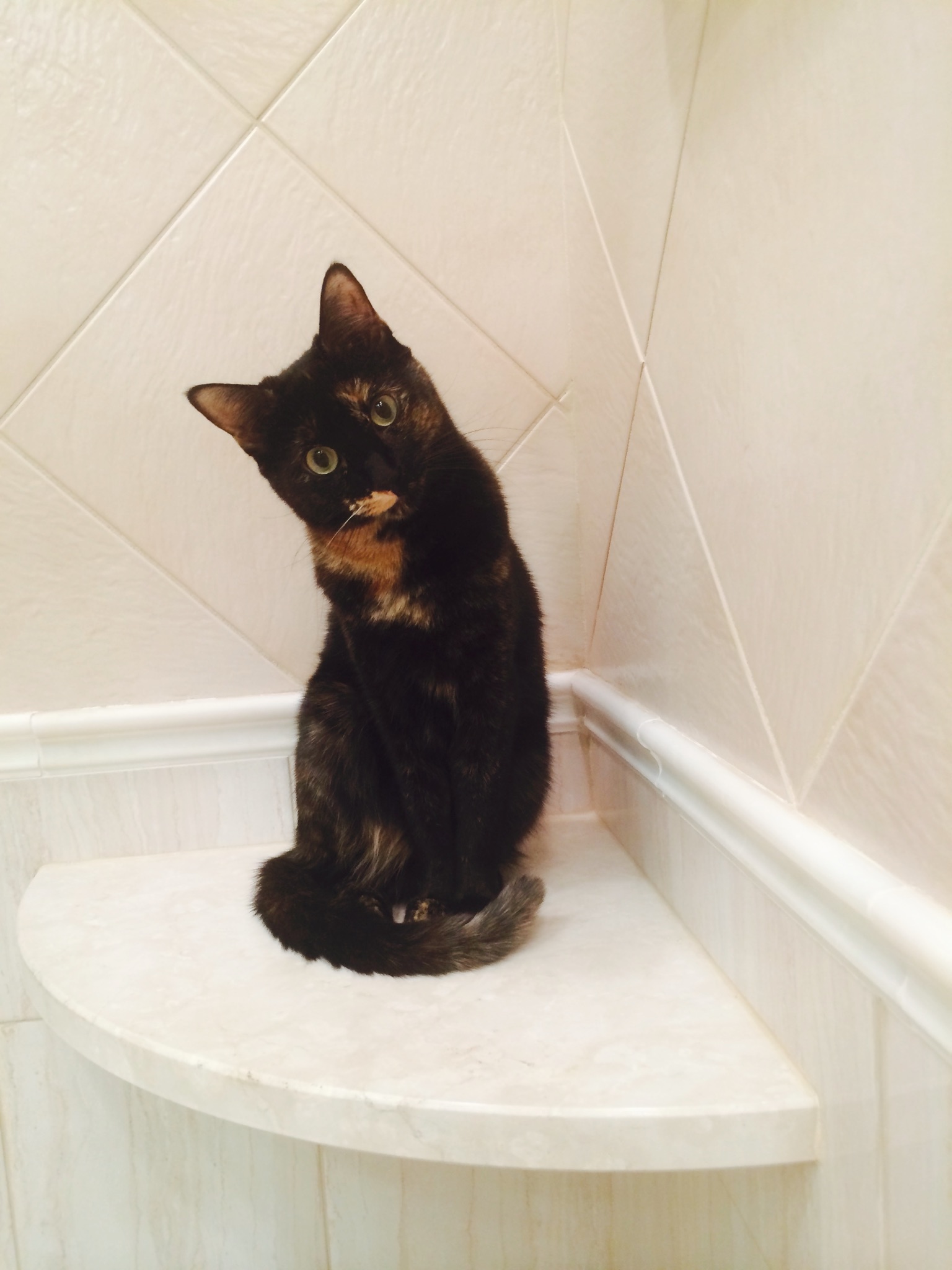 CONTEST PET B cat TORTI on shower bench JS shane