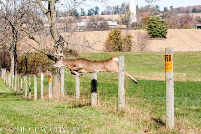 CONTEST PET B Deer jumping fence Glaccum
