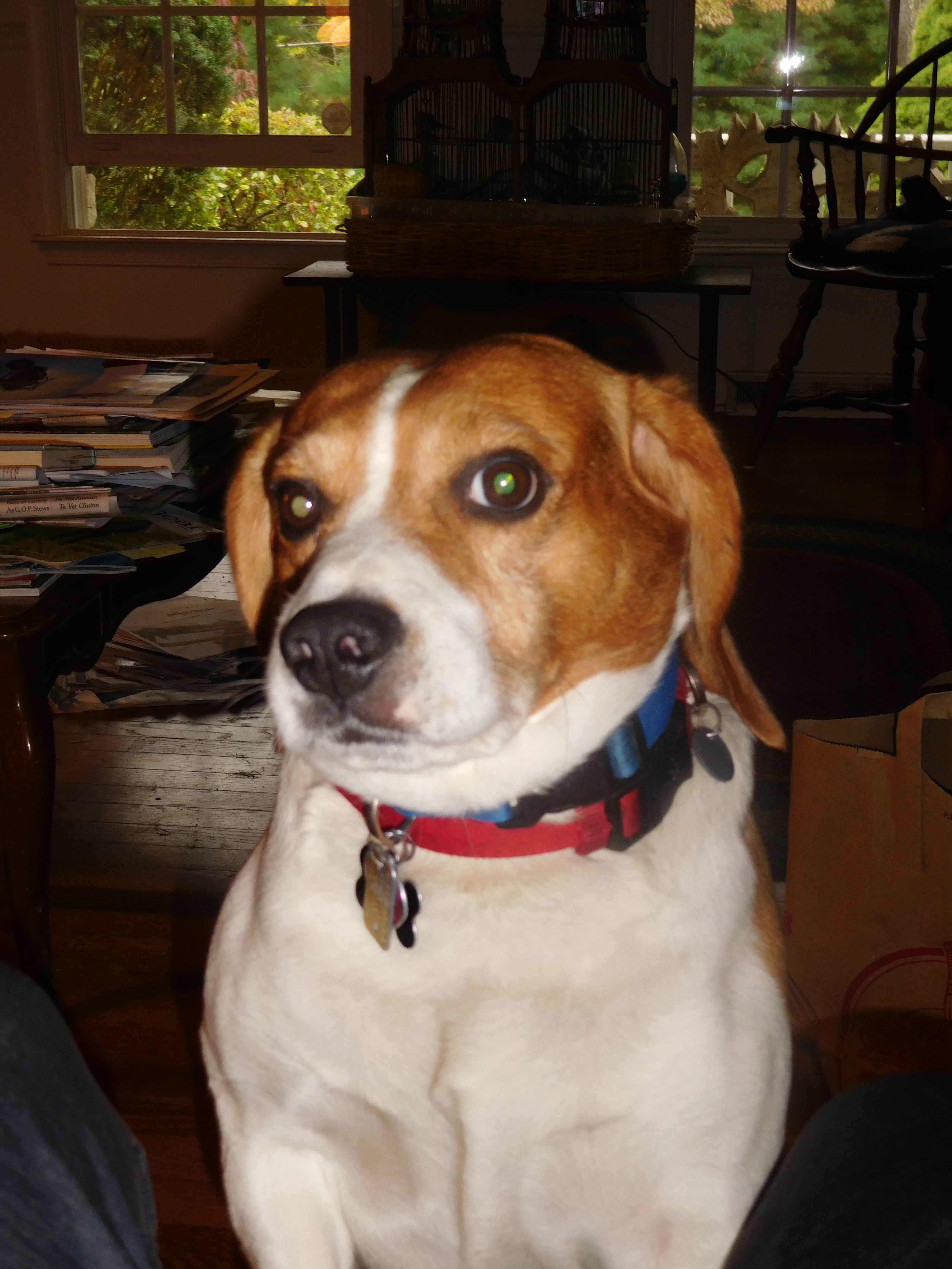 CONTEST PET C beagle C Eichman
