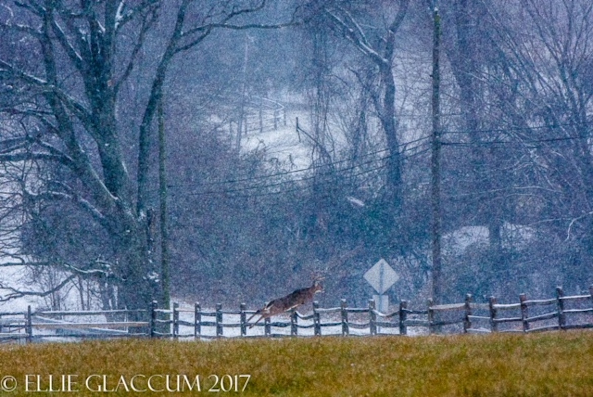 CONTEST PET Deer jumping fence in snow Glaccum