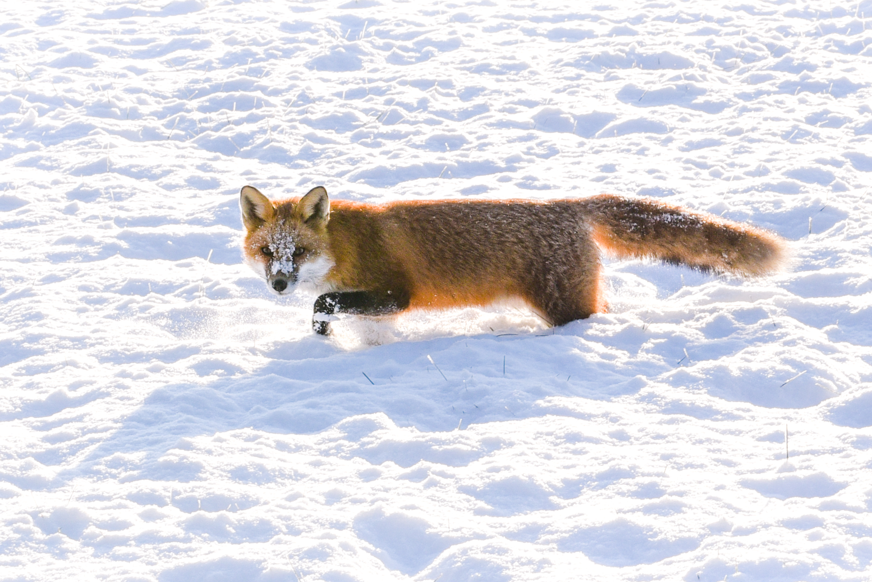CONTEST PET Fox in Snow Thompson