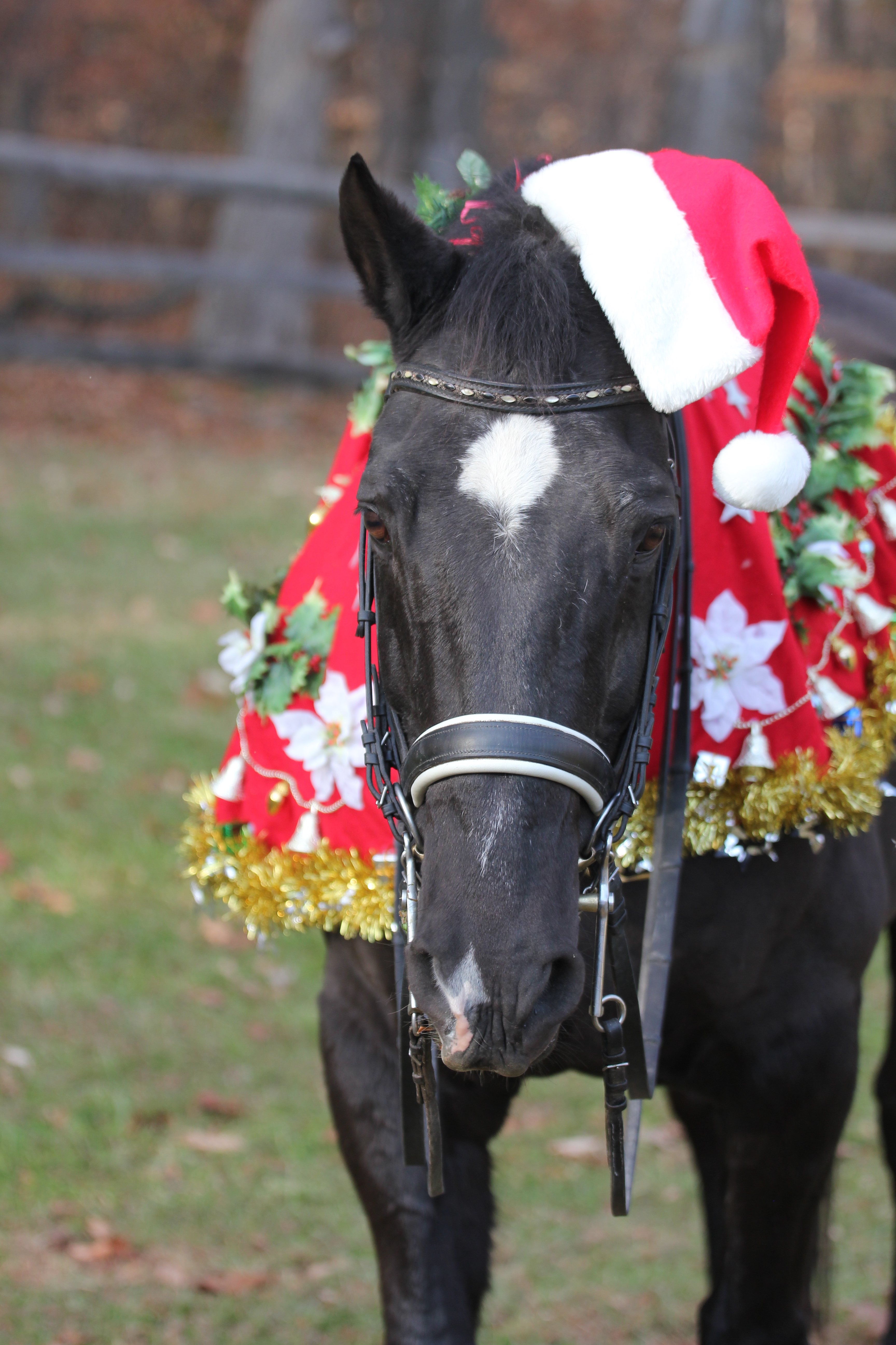 CONTEST PET Horse w. Santa hat Yost