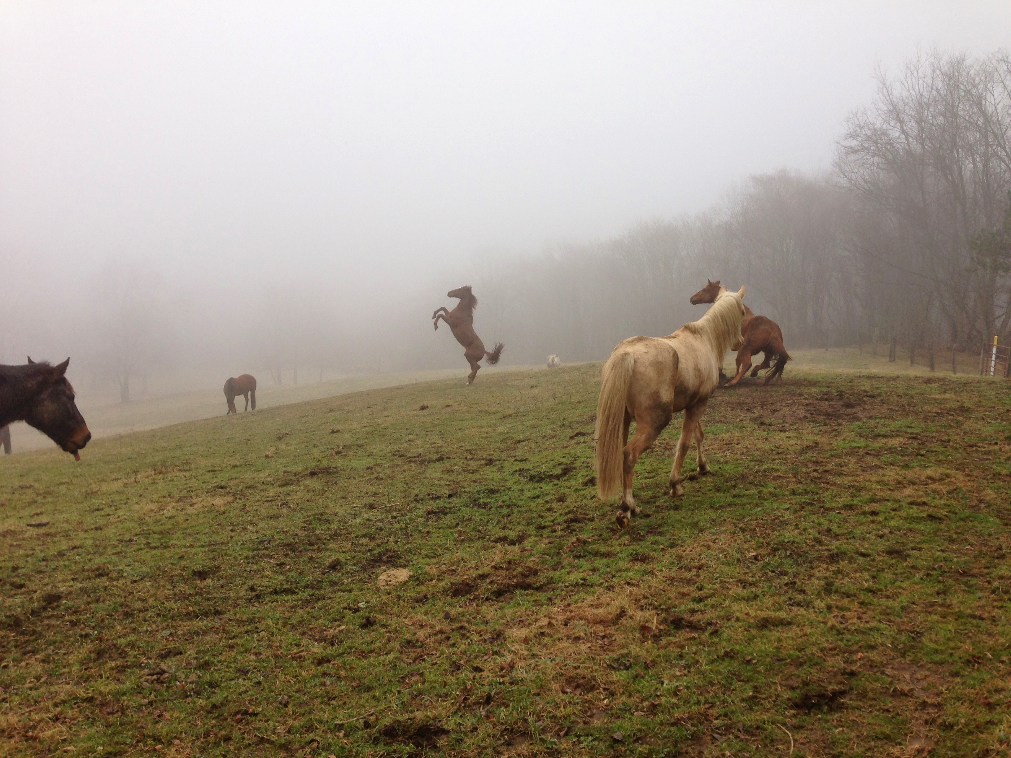 CONTEST PET Horses at Tory Hill Farm Serad