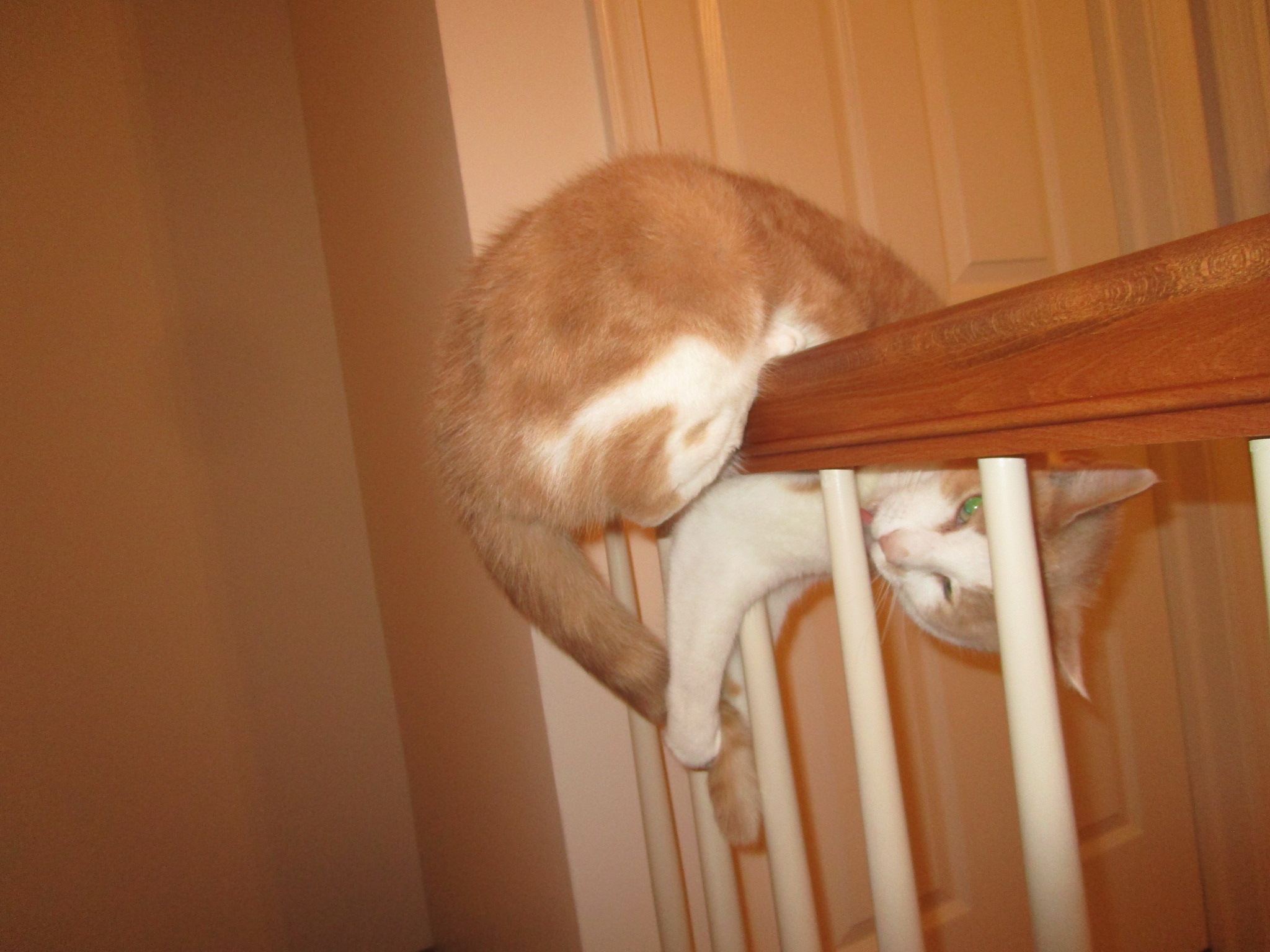 CONTEST PET Phillips cat on bannister