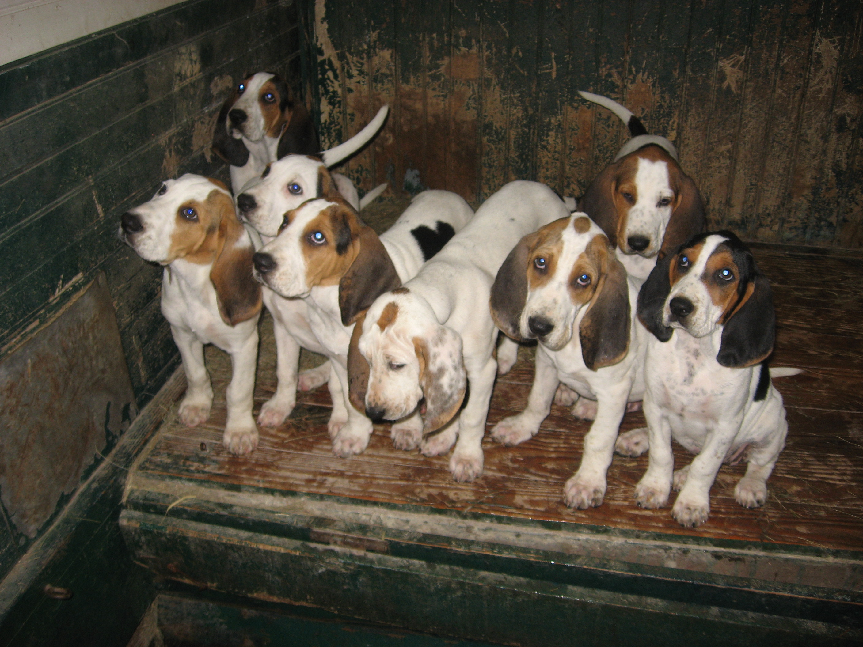 CONTEST PET Puppies from Fair Hill Hunt 1 Beth Diamond