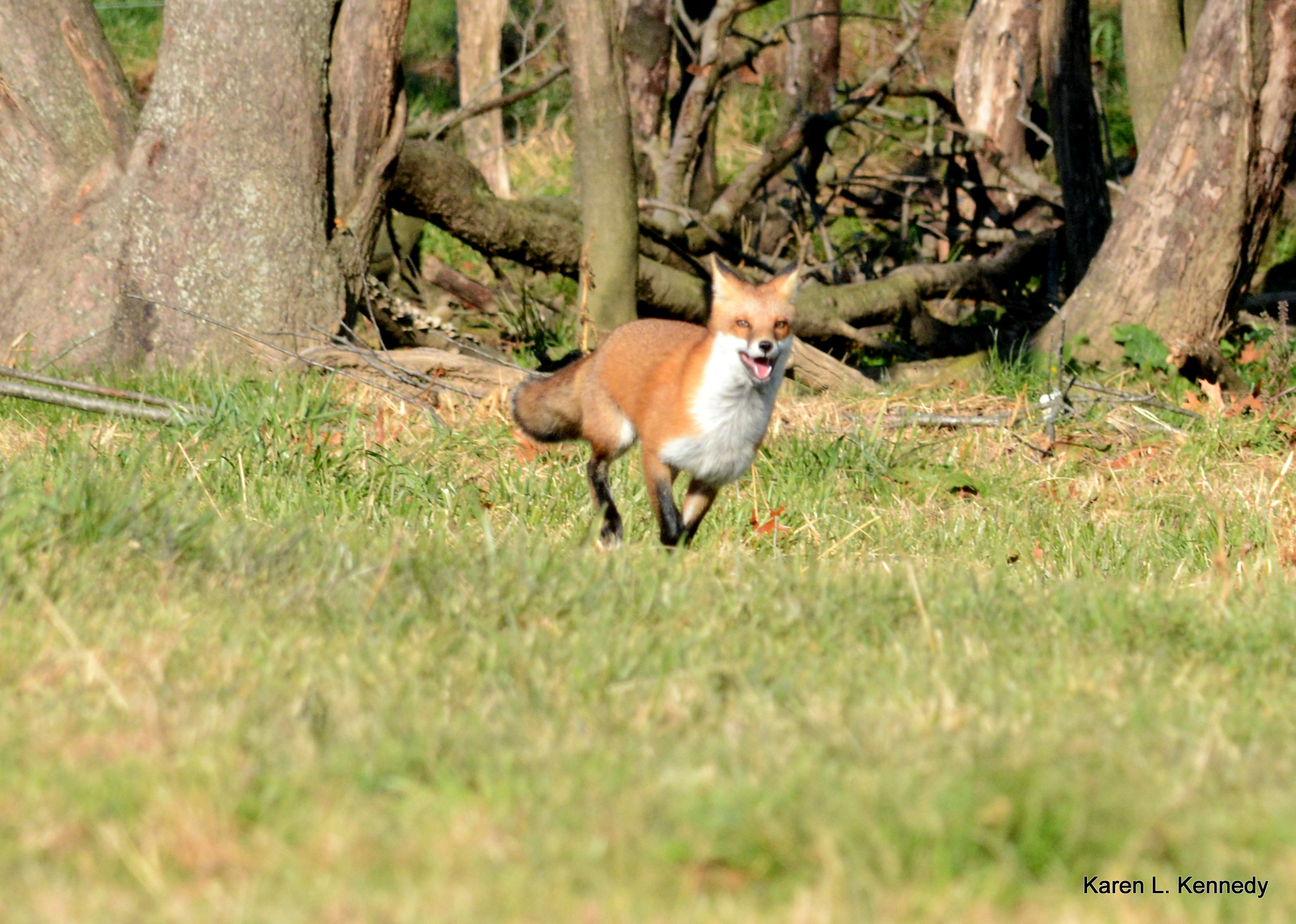 CONTEST PET RUNNING FOX KENNEDY