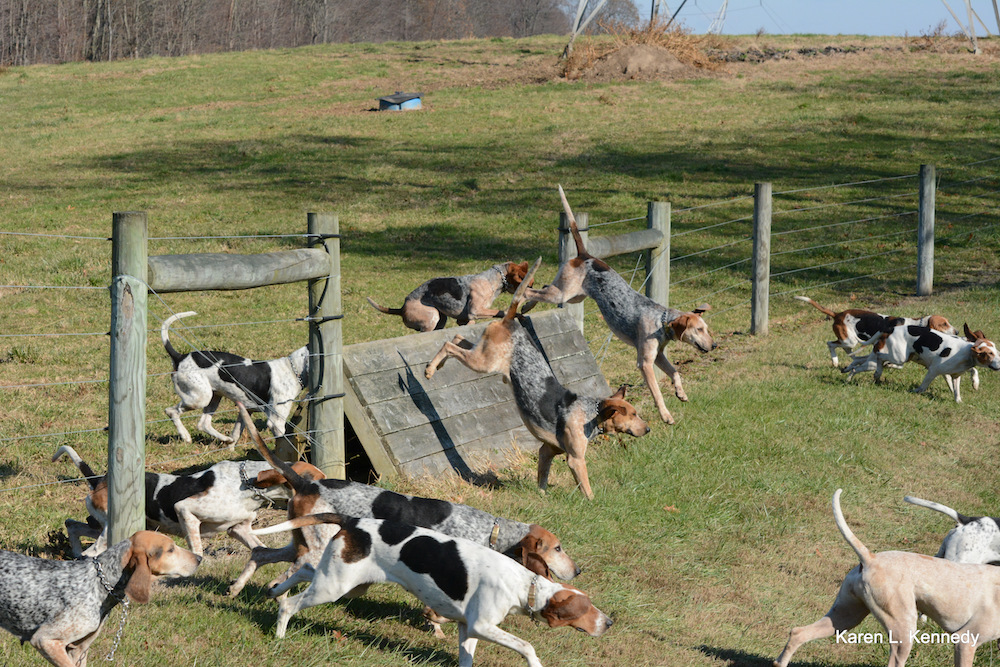CONTEST PET River Hill Foxhounds on a run Kennedy