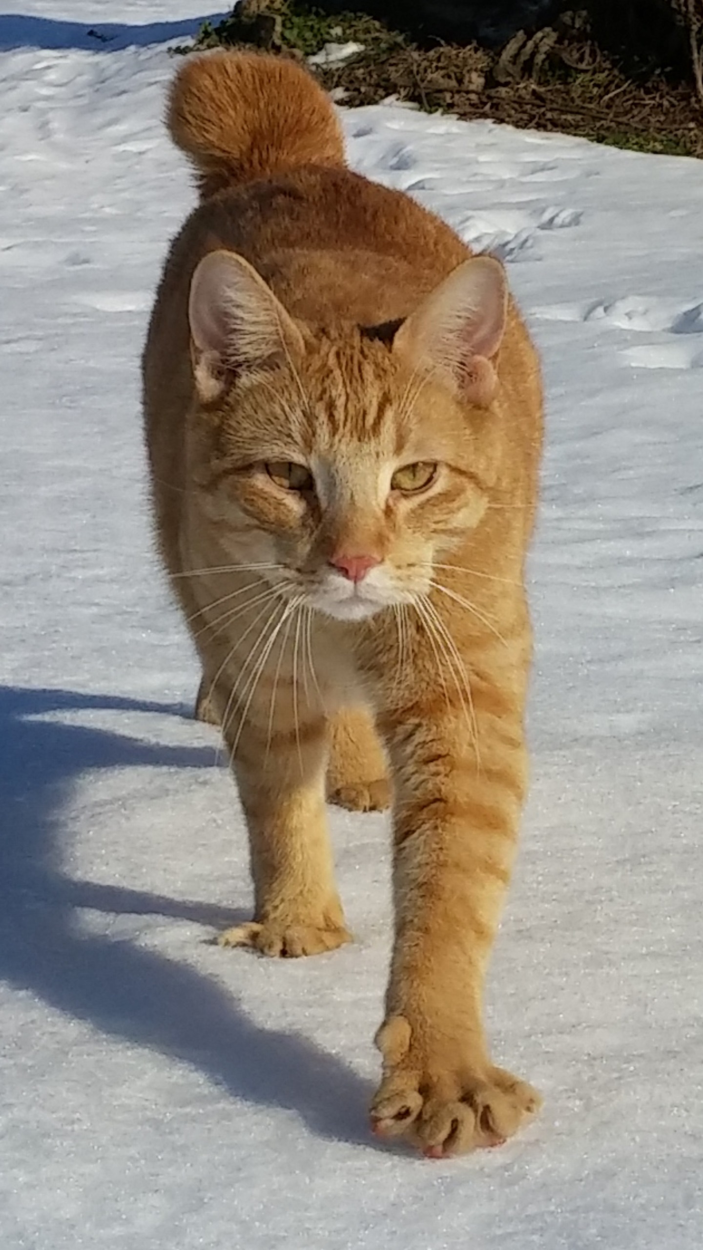 CONTEST PET cat on snow Bewley