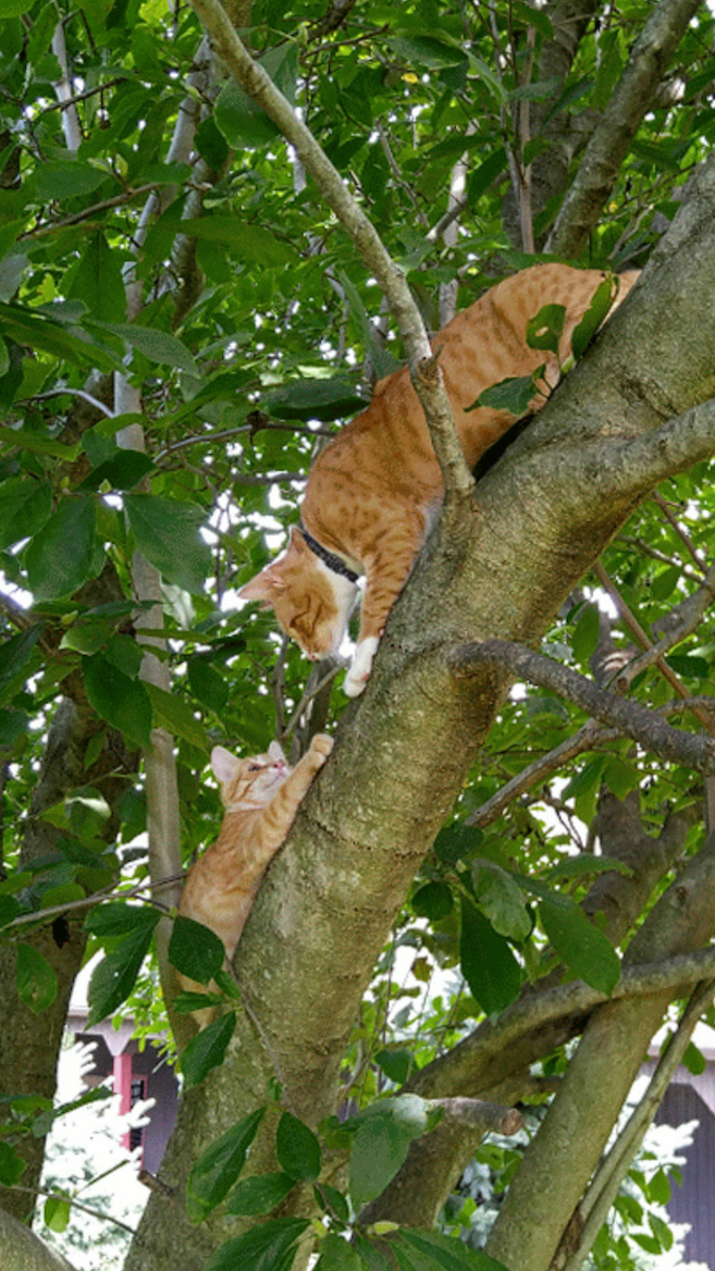 CONTEST PET cats in tree BEWLEY