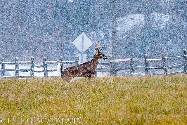 CONTEST PET deer in snow Glaccum