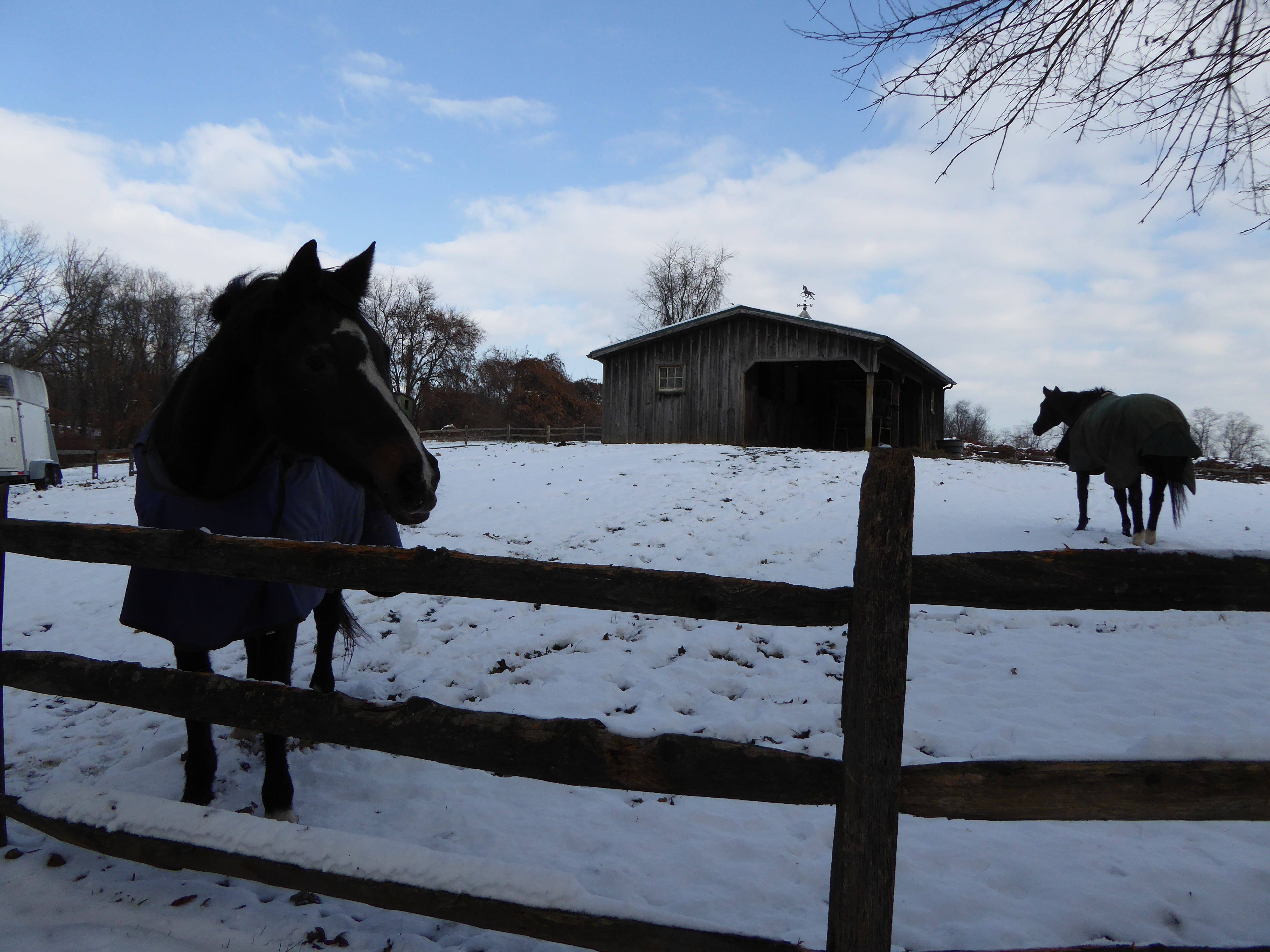 CONTEST PET horses in snow McDade