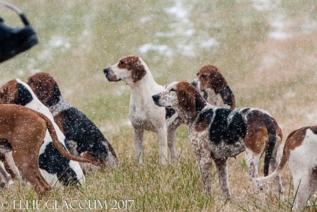CONTEST PET hounds Glaccum