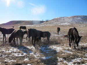 Nakota horses grazing