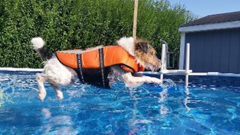Action dog jumping into pool