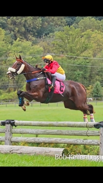 Crealion ridden by Virginia Korell