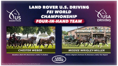 Four in hand driving team