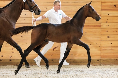 Iron Spring 1.j Valourpg