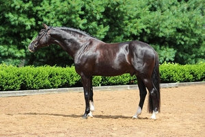 Iron Spring 2 Kaiman