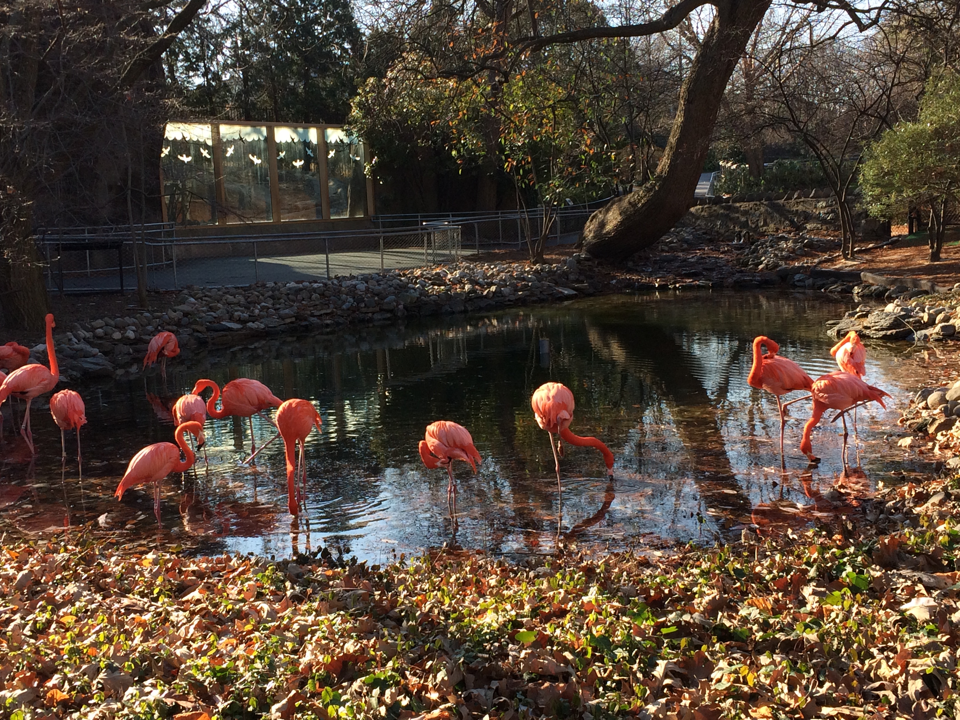 Kids flamingos