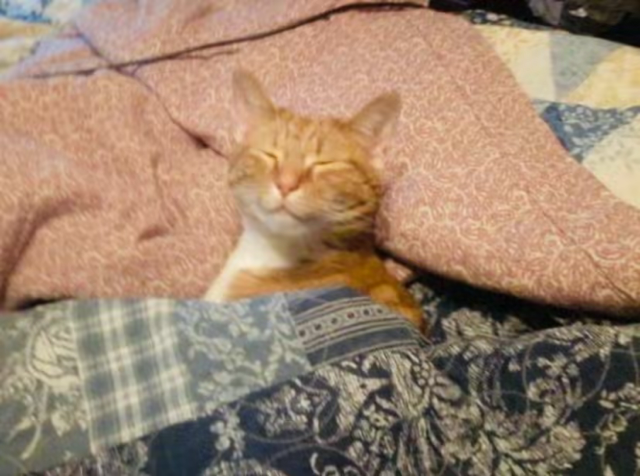 Kids pets cat