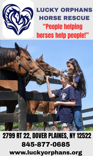 Lucky Horse Rescue 