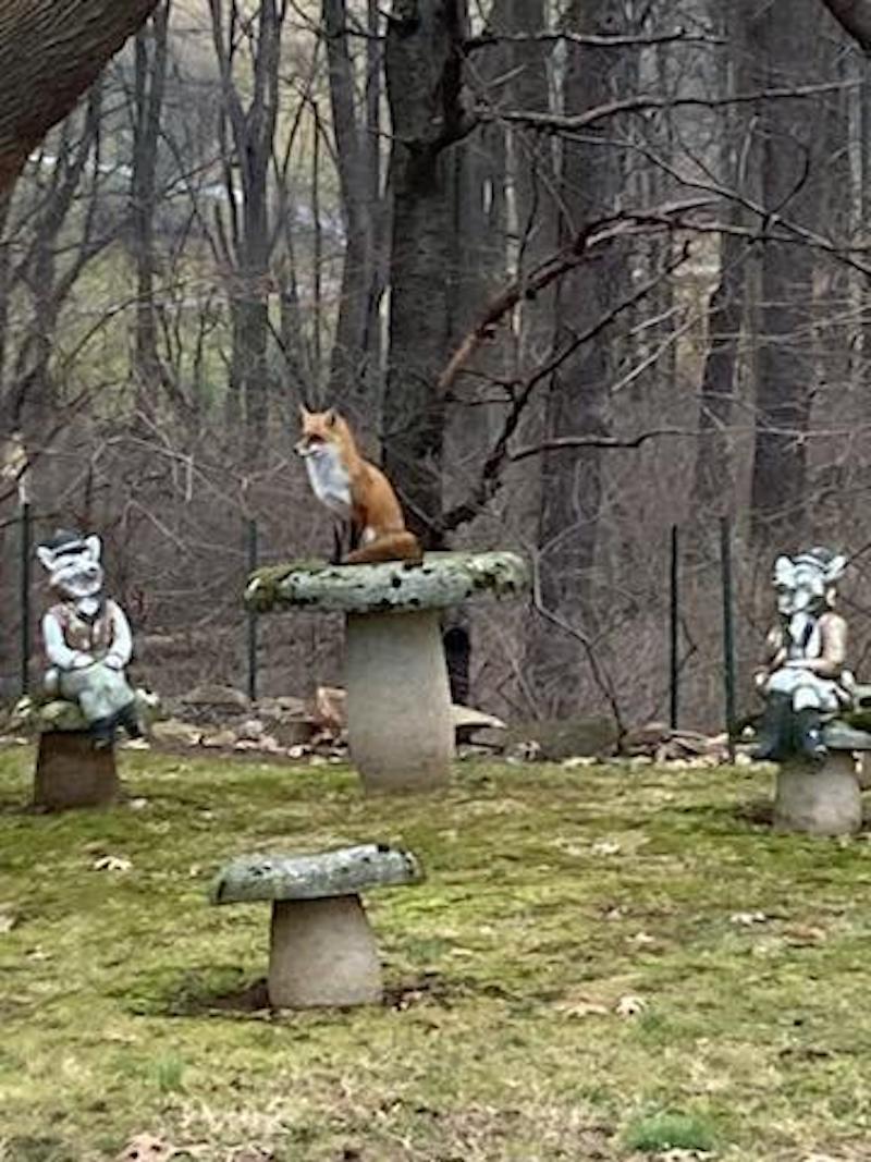 Pet fox on mushrm statue
