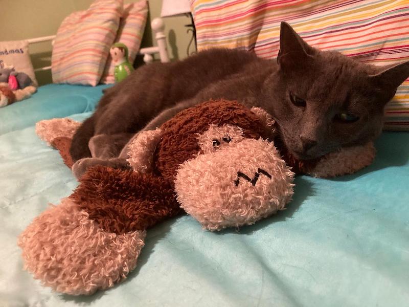 Pet cat w monkey toy