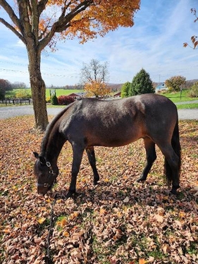 Pets horse in leaves