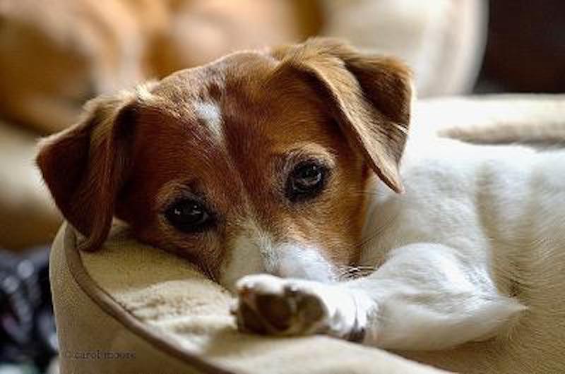 Pets Jack Russell