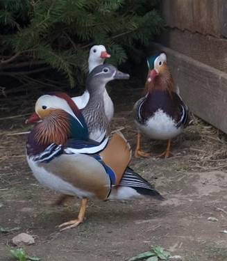 Pets Mandarin ducks