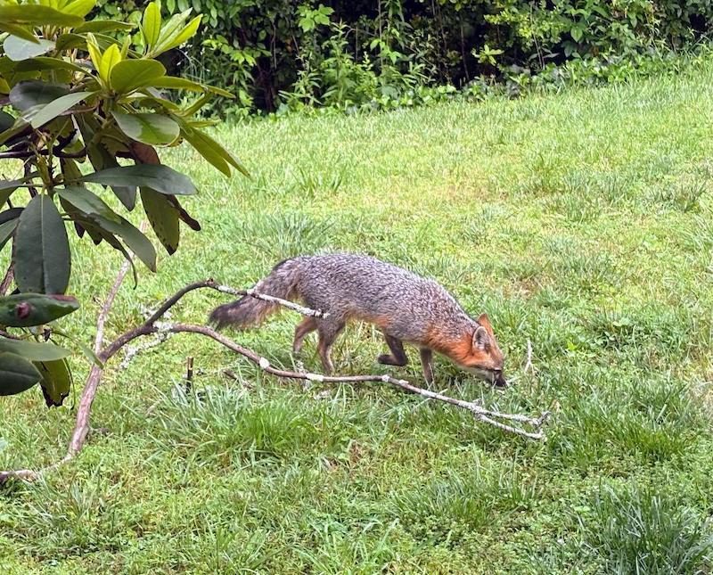 Pets fox sniffing grass Susan Aceto