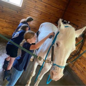 Equine Rescue Image 300x300