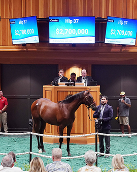 Saraoga sale hip 37 by Gun Runner