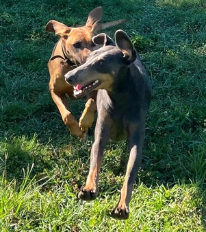 action 1st place of Doberman and dog running