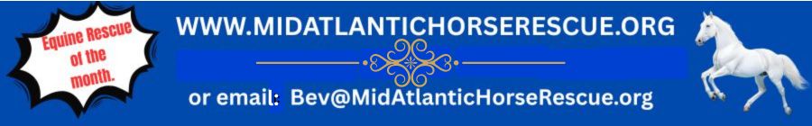 Equine Rescue of the Month