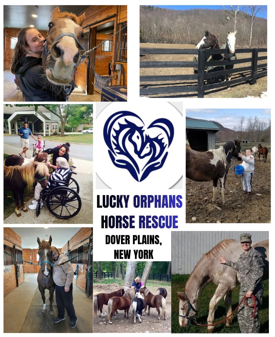Lucky Orphans Horse Rescue