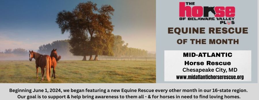 Equine Rescue 900x350