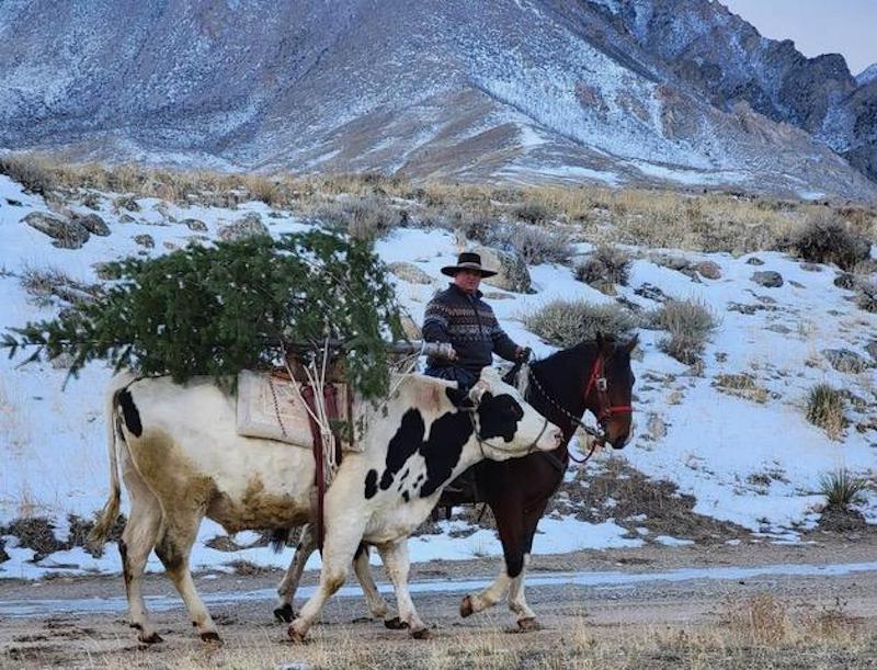 candid cow w Xmas tree jeffris
