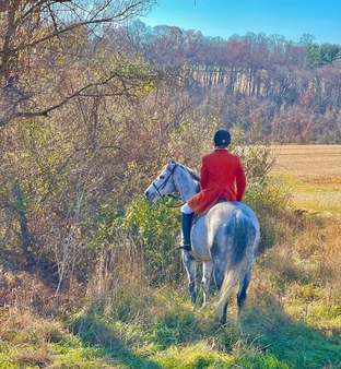 candid rear of huntsman on grey horse