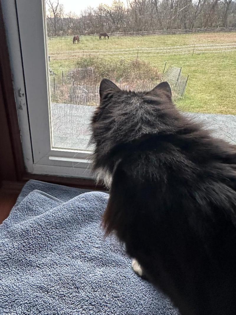 pet cat watching horses