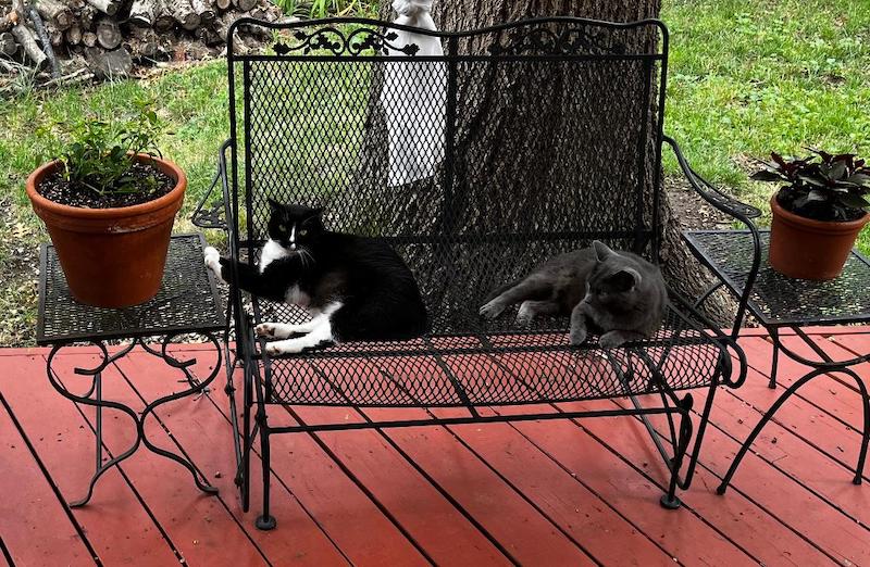 pet cats iron love seat tommy Annie