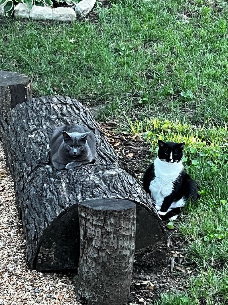 pet cats on log
