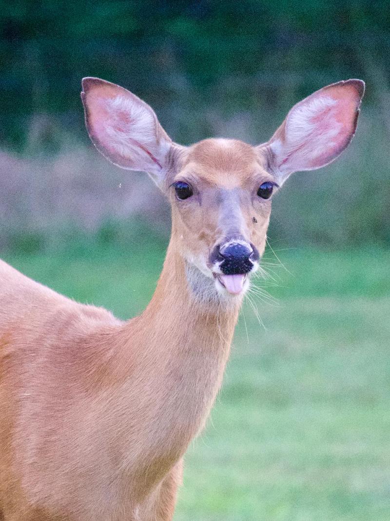 pet deer close up