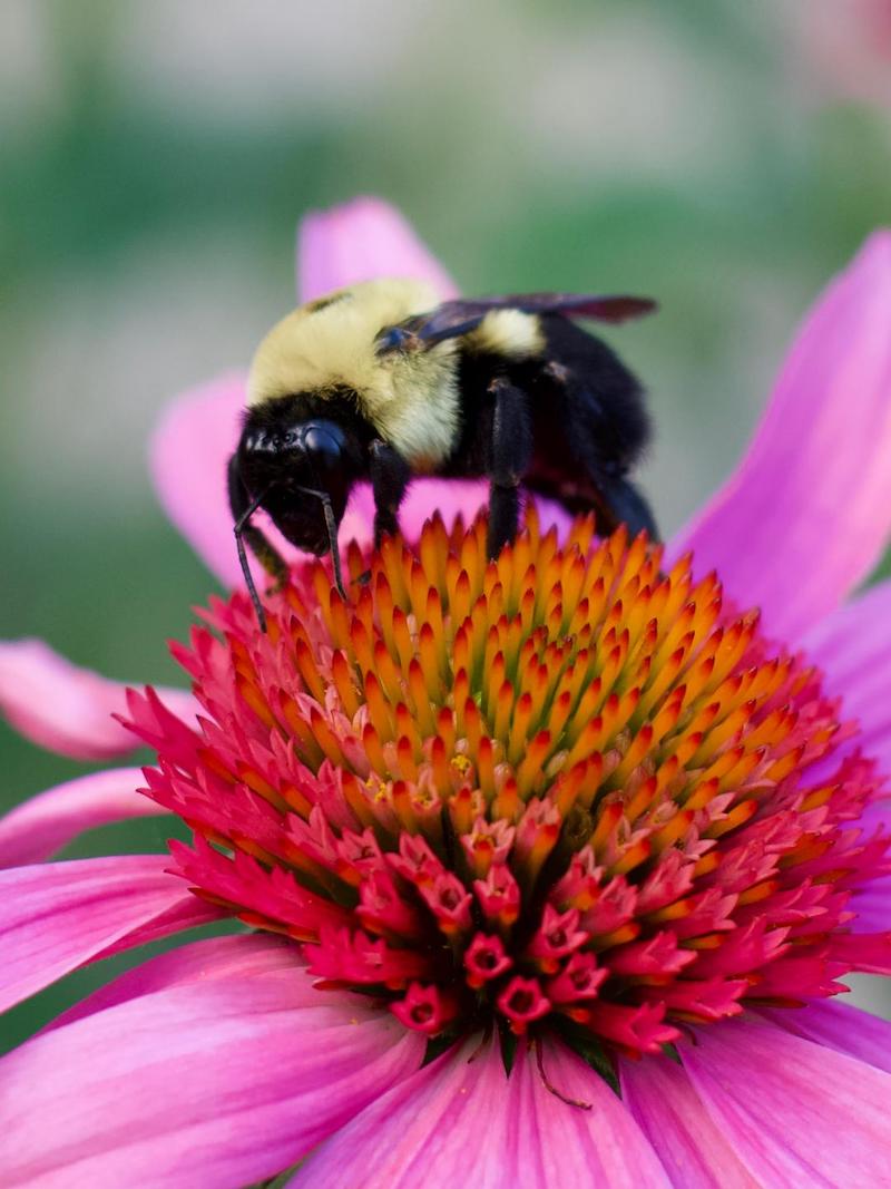 pet honeybee