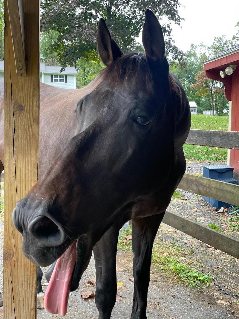 pet horse tongue 1