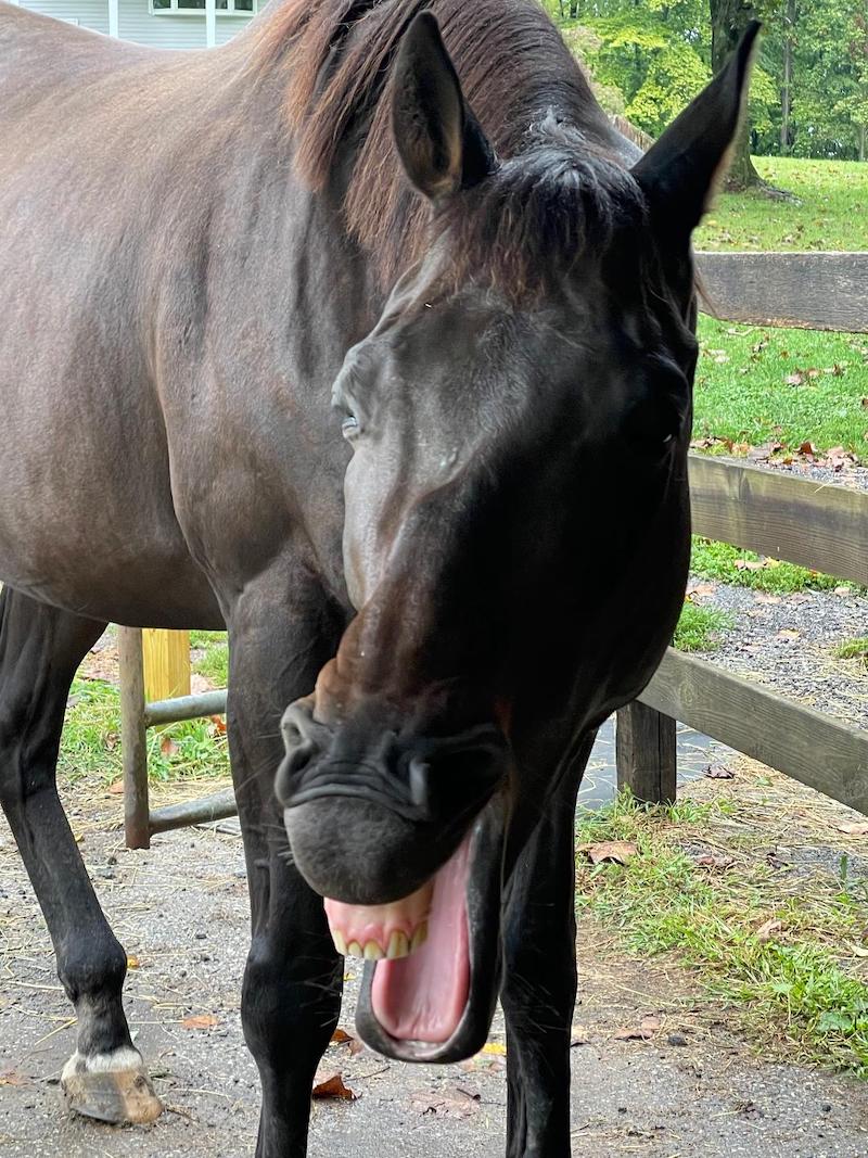 pet horse tongue 2