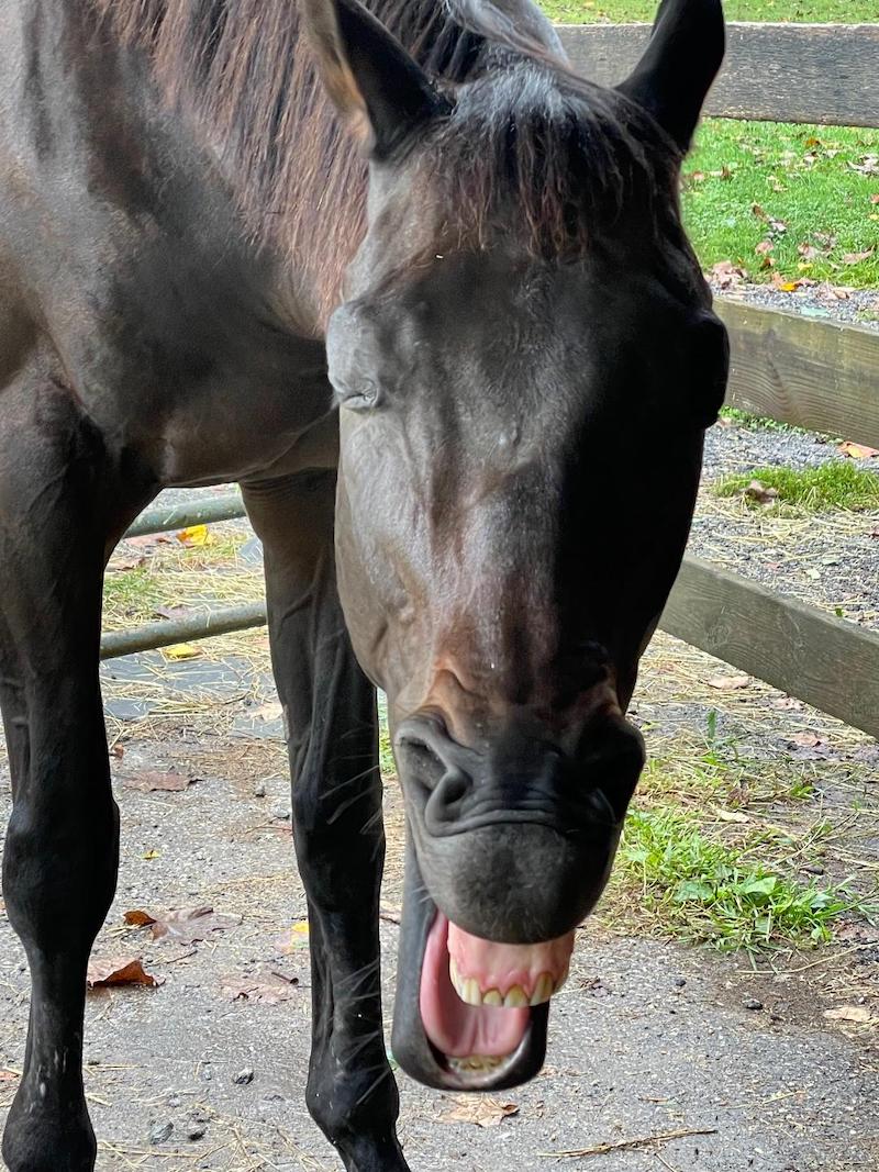 pet horse tongue 3